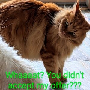 Don't be shy. You don't have to accept my offer.